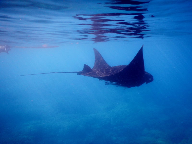 Another pass at Manta Reef