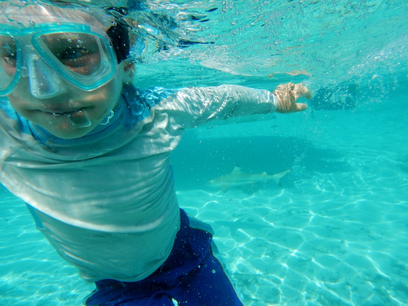 Lukie running away from shark in the shallow waters