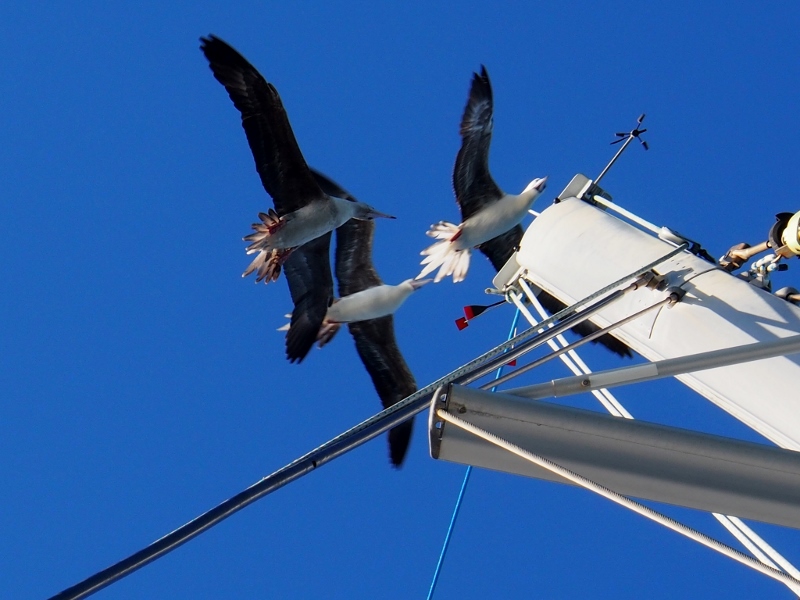 Boobies attacking our mast