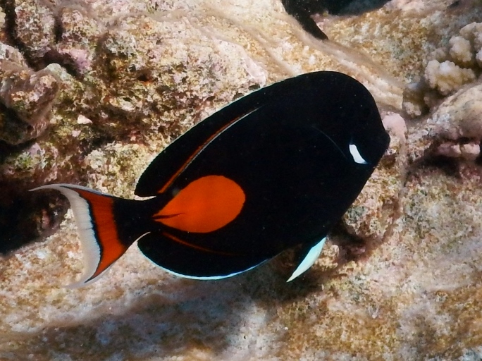 Achilles tang