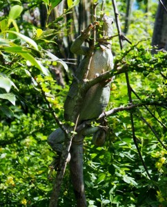 An agile iguana climbing a tree