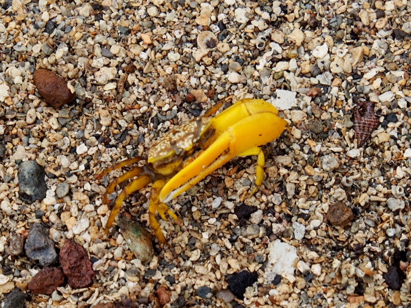 No internet means that it is hard to come by information on fiddler crabs