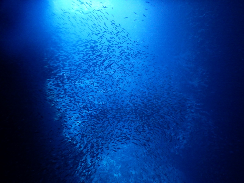 Bait ball in the cave