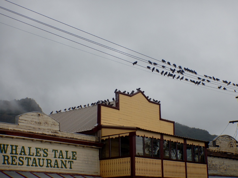 Pigeons on shop front in Levuka