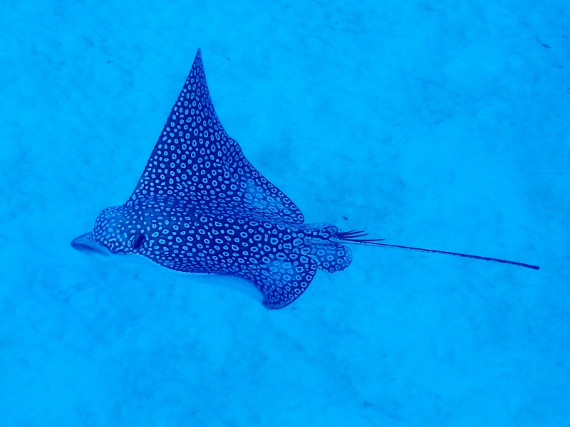 Eagle ray