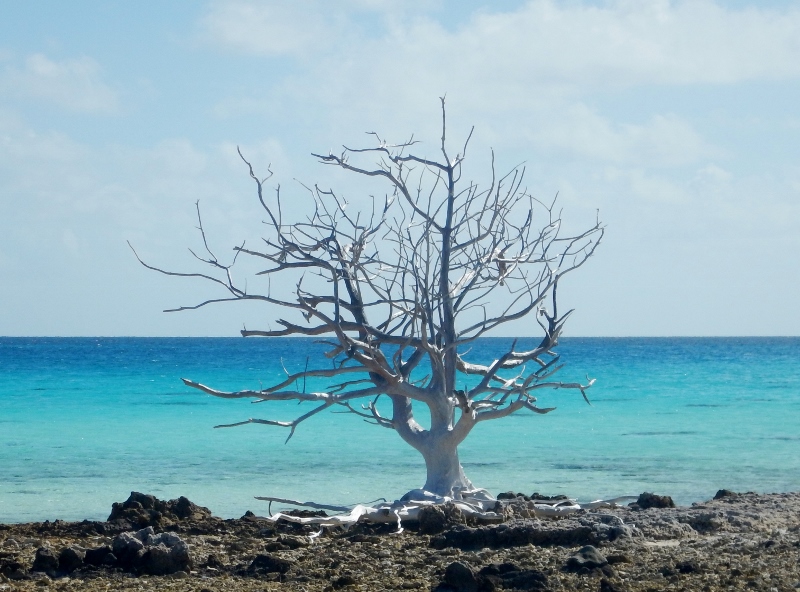 Arid atoll sporting driftwood trees