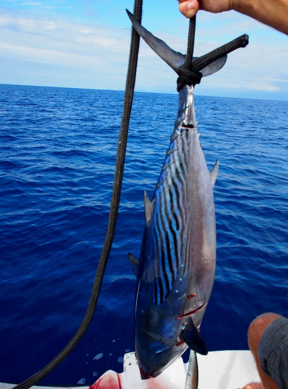 No online recipes for cooking our fish