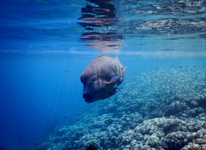 Humphead wrasse heading our way