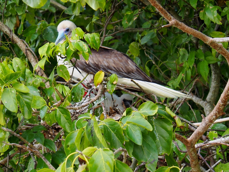 Booby mother and chick on Namenalala