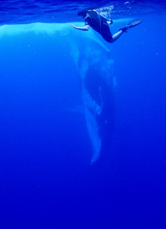 Whale leaving Kate behind