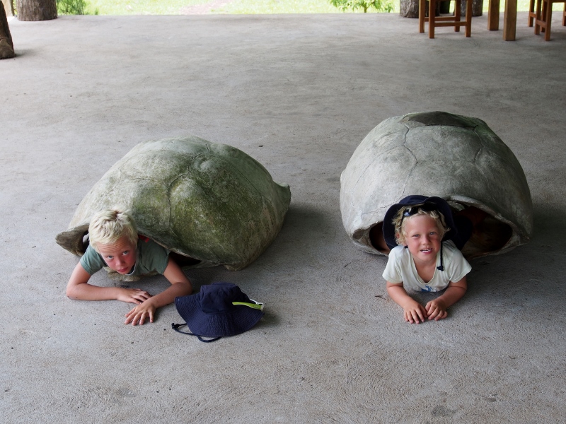 Giant tortoises