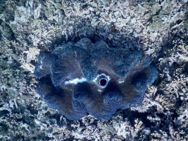 A giant clam. The big opening on the right is the incoming siphon.