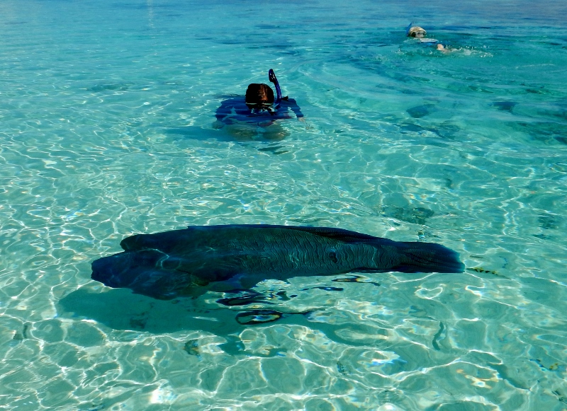 The humphead wrasse - meeting a giant