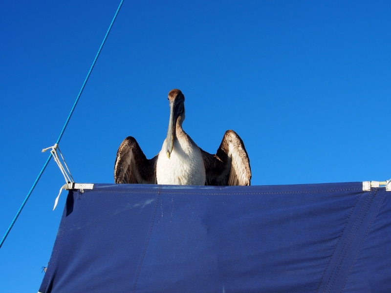 No sealions on the boat here, just pelicans...