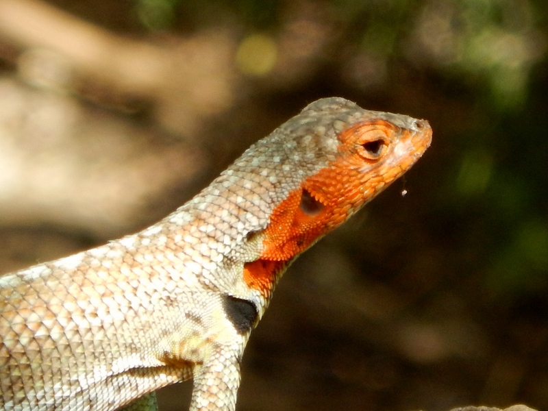 Colourful lava lizard 
