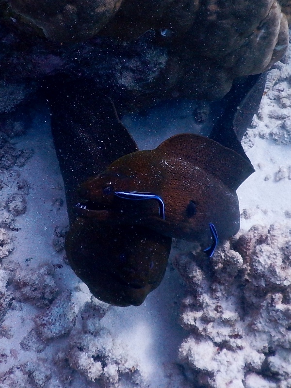 Fat moray eels