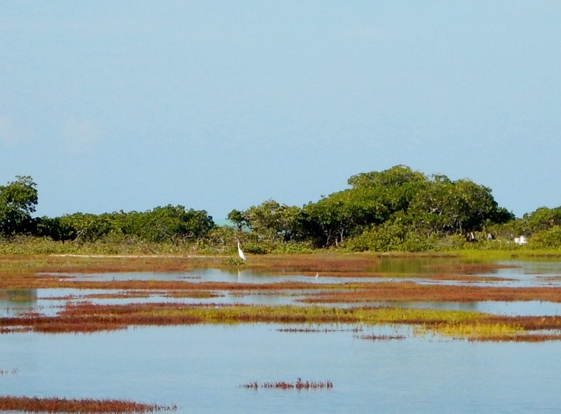 Saltmarshes of Anegada
