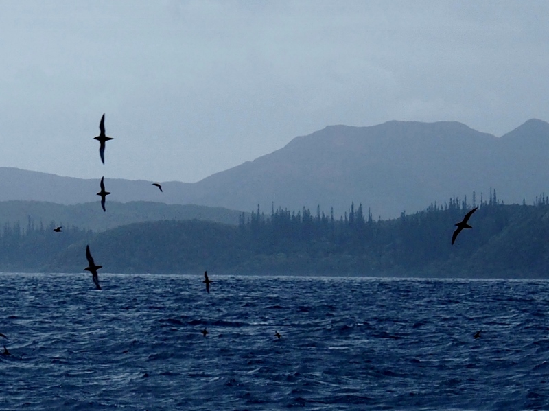 Grey upon grey - our approach to Grande Terre
