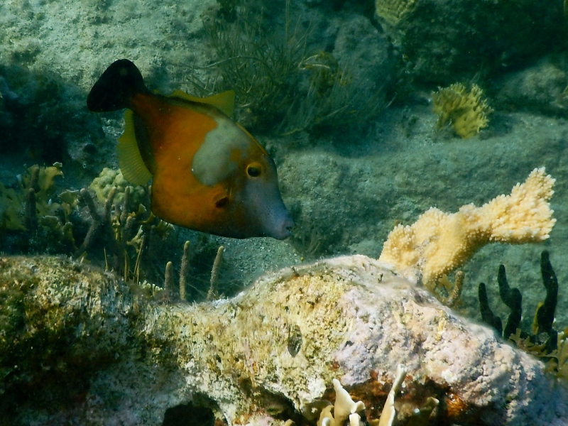 Salt Island snorkelling