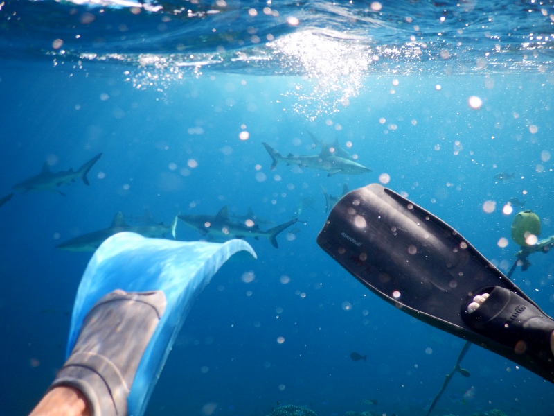 David and I beating a hasty retreat when a group of grey reef sharks start showing interest