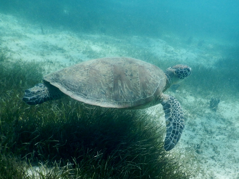 Turtles swimming in the anchorage