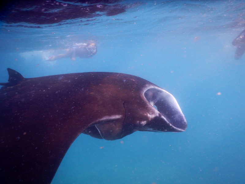 Small girl, big fish