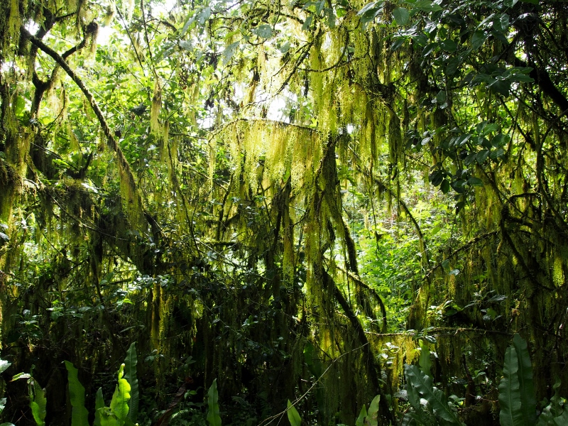 Scalesia forest dripping with moss