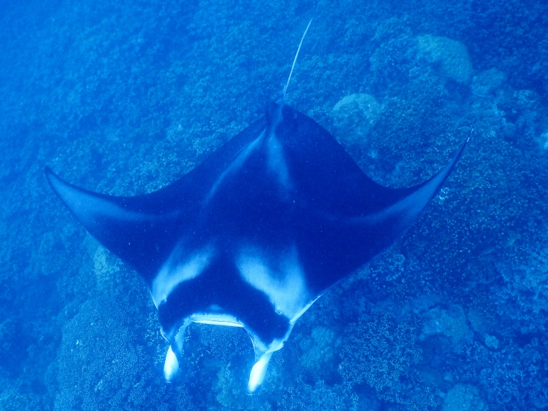 Manta ray