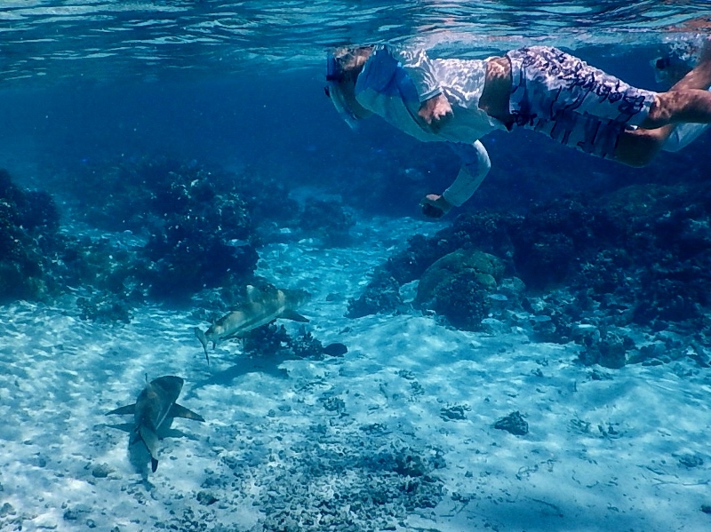 Matias checking out a shark