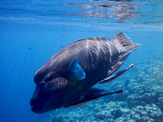 The glorious humphead wrasse 