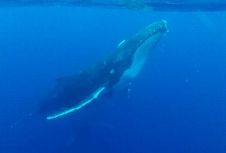 whale3 (458x310)