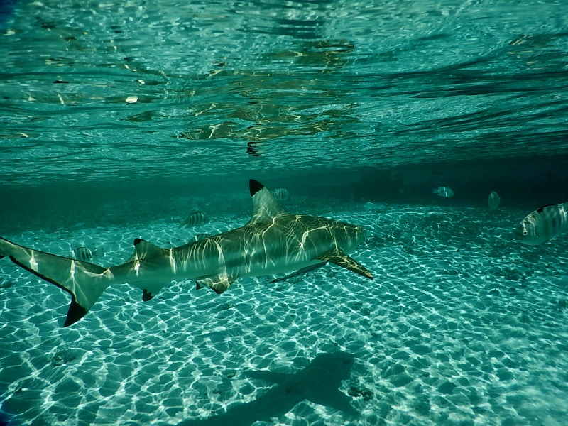 Long may they survive