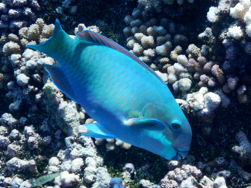 Parrotfish