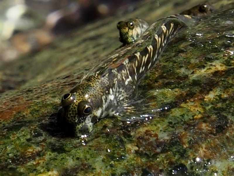 Strange rock skipper clinging onto rocks above water