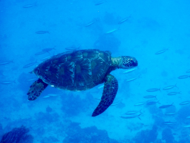 Gently gliding over the reef