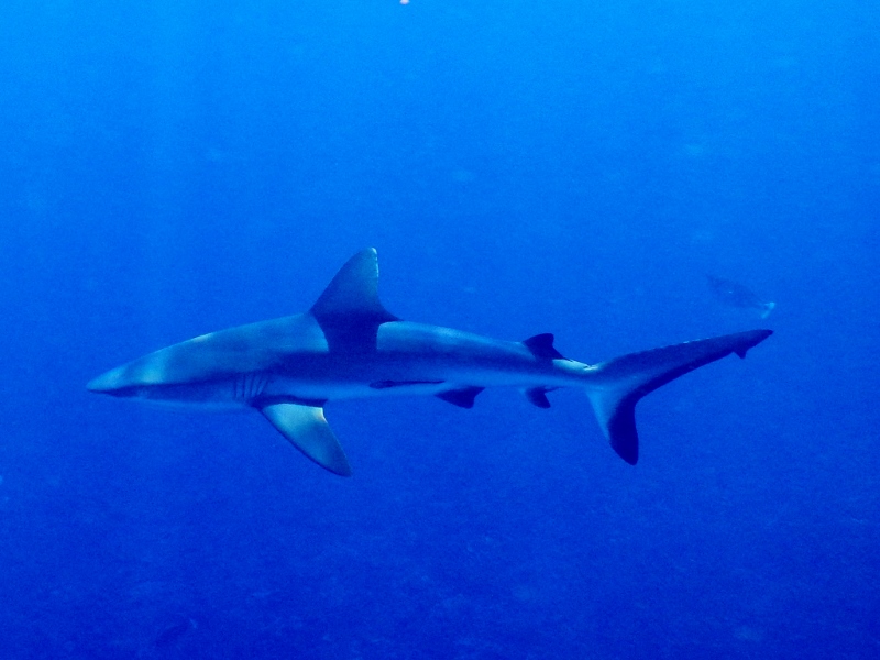 Grey reef shark
