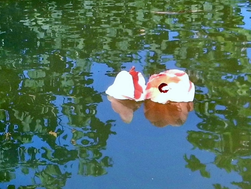 Miro tree flower in the calm river
