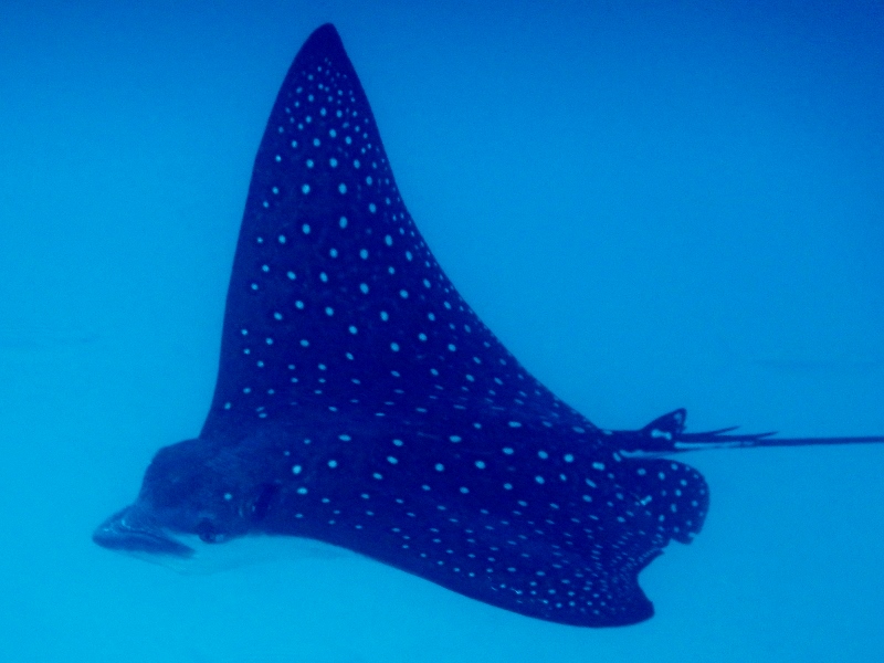 Spotted eagle ray