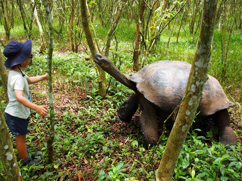 Lukie feeding a tortoise a  guava from the forest floor
