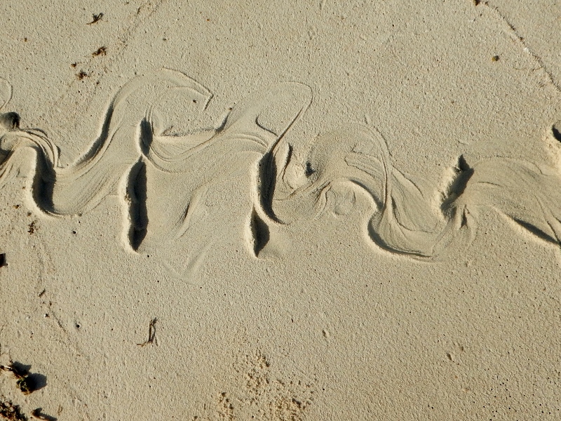 Seasnake tracks on the beach