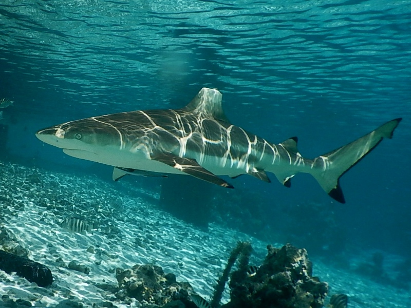 Curious blacktip reef shark