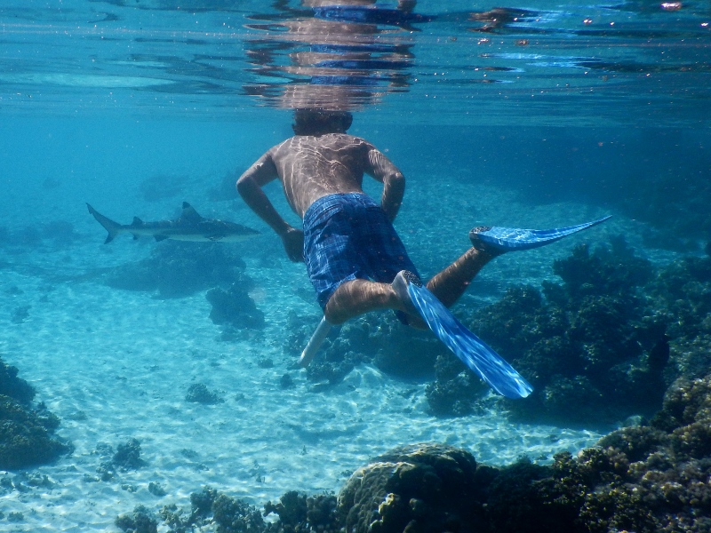 David checking out a black tip reef shark in shallow water