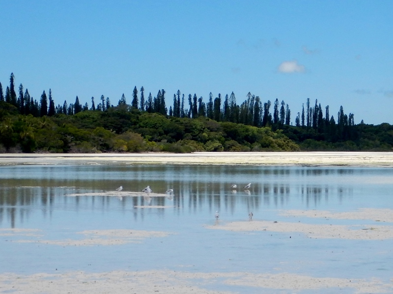 Birds on the sandflats