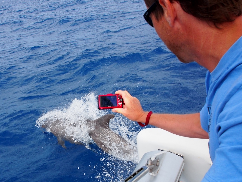 Dolphin filming
