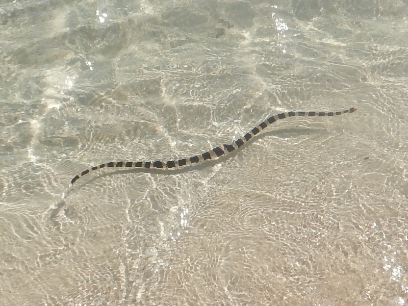 Snake swimming