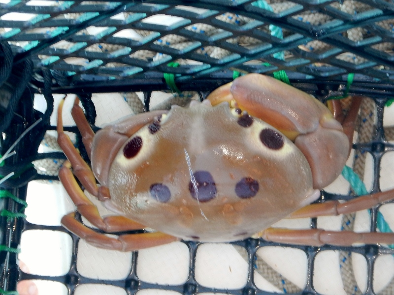 Mummy, I don't really like crab anymore...