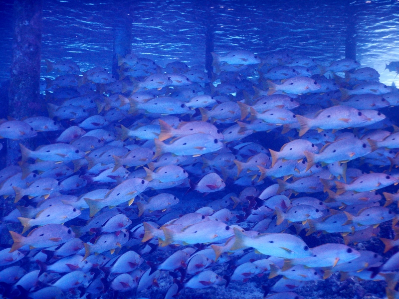 Dense school of snapper