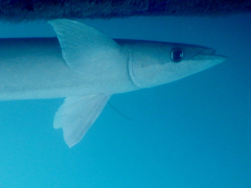 You'll have to go before we reach New Zealand, Remo